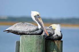 Two pelicans sitting on a post near the water.